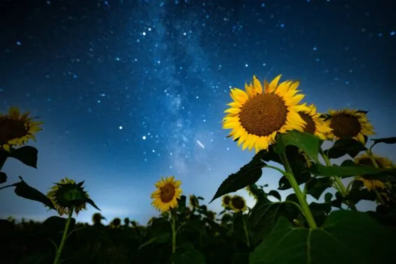 Close-up of sunflowers lit by a beautiful night's sky.