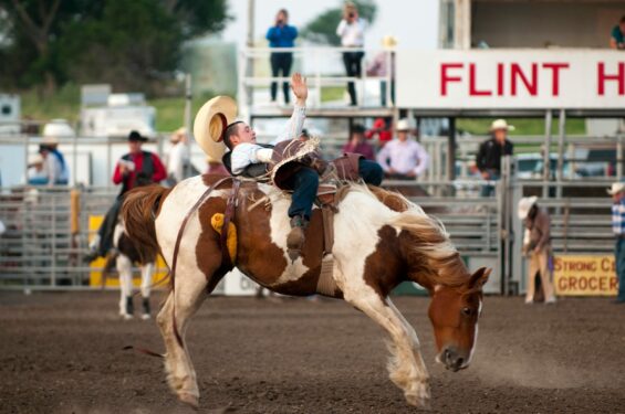 Cowboy leans back on a brown and white spotted horse as it tries to buck him off at the rodeo.